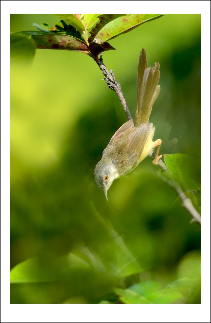 DSC_7257_conew1.jpg