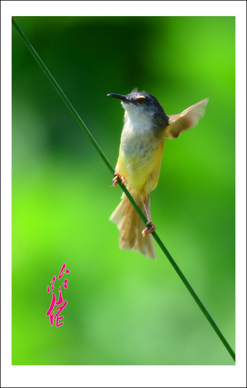 DSC_4949_conew2.jpg