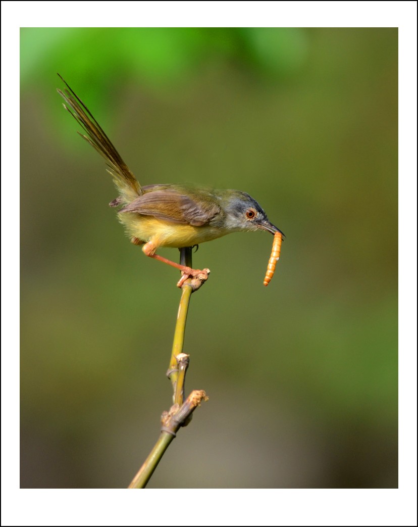 DSC_7235_conew1.jpg