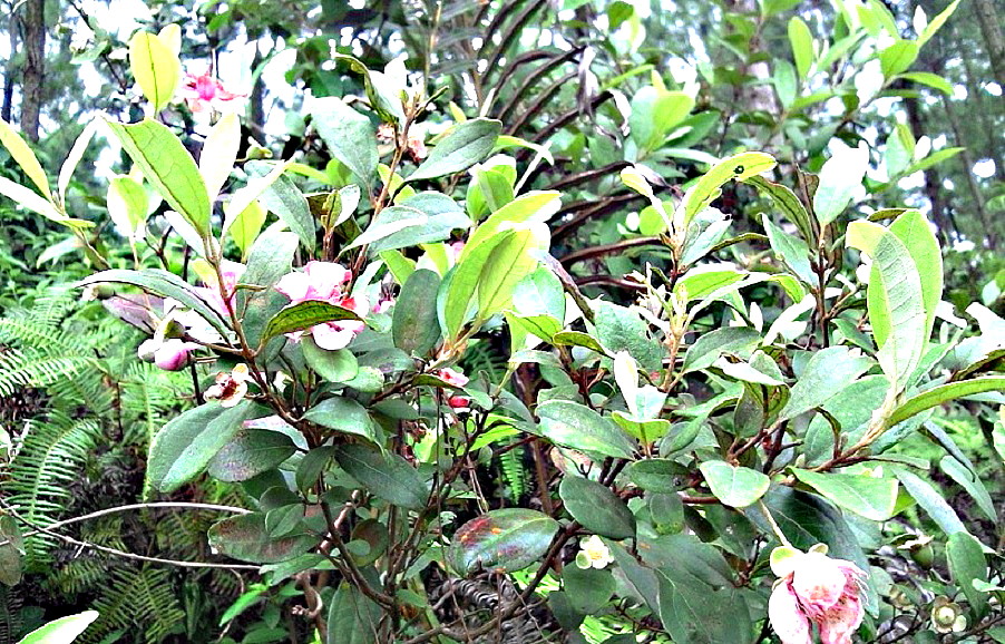 Ƭ-0042.jpg