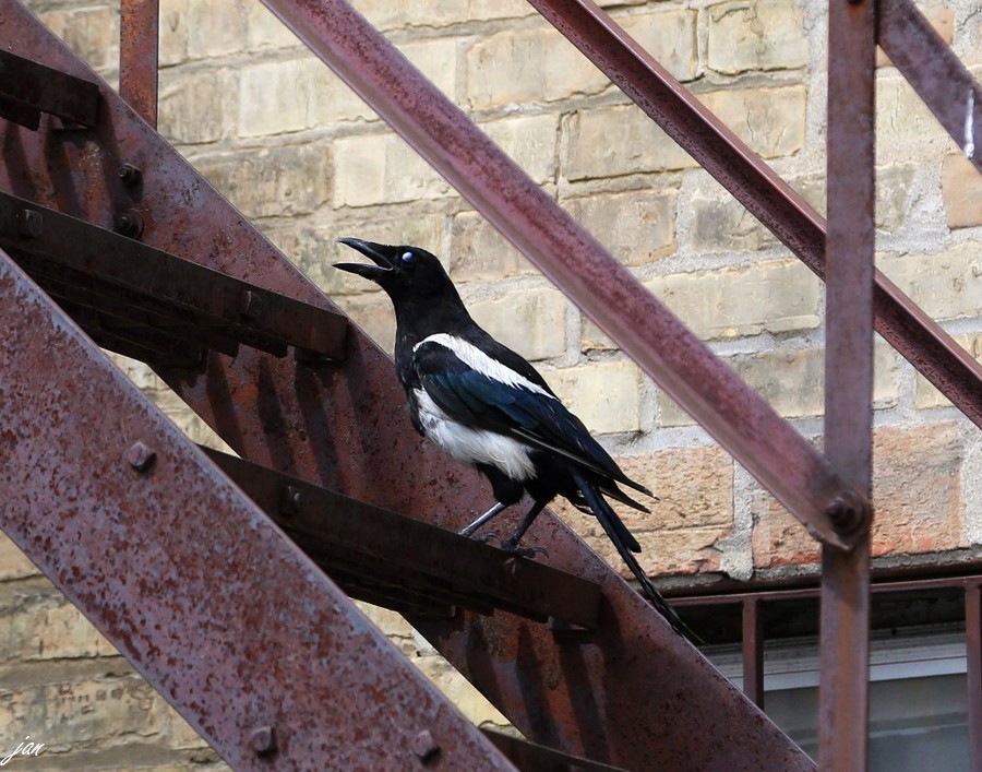 IMG_2466..jpg