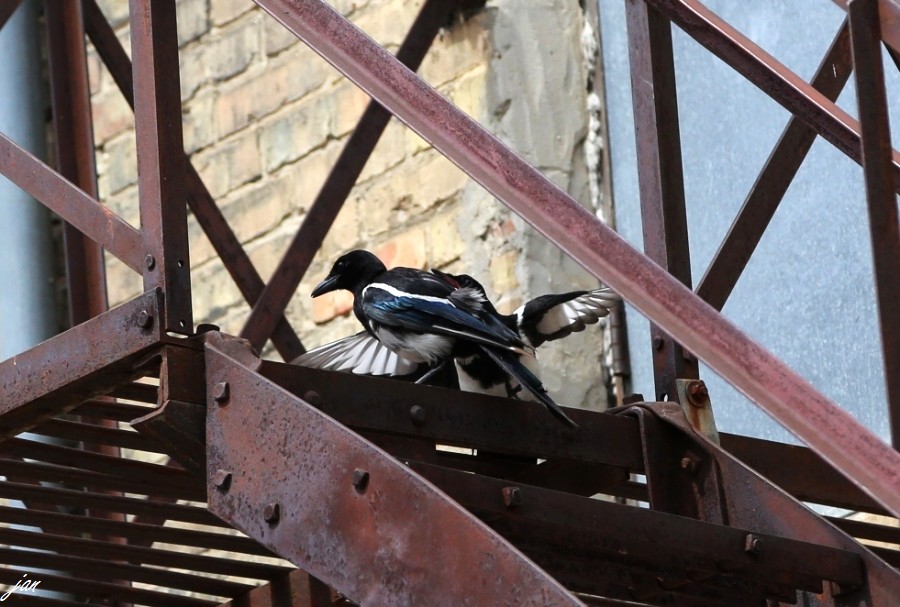 IMG_2460.JPG