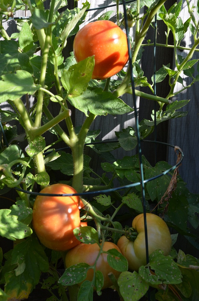 DSC_6460.JPG