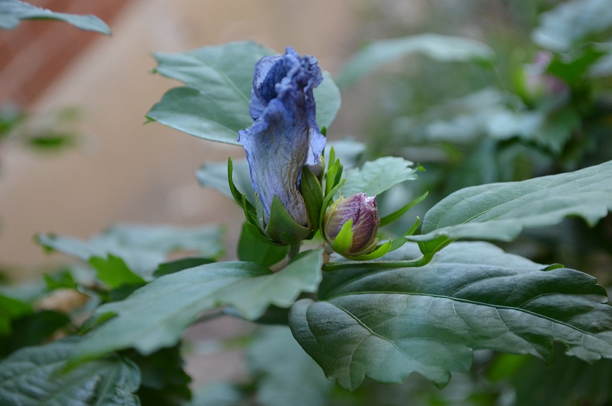 DSC_6505.JPG