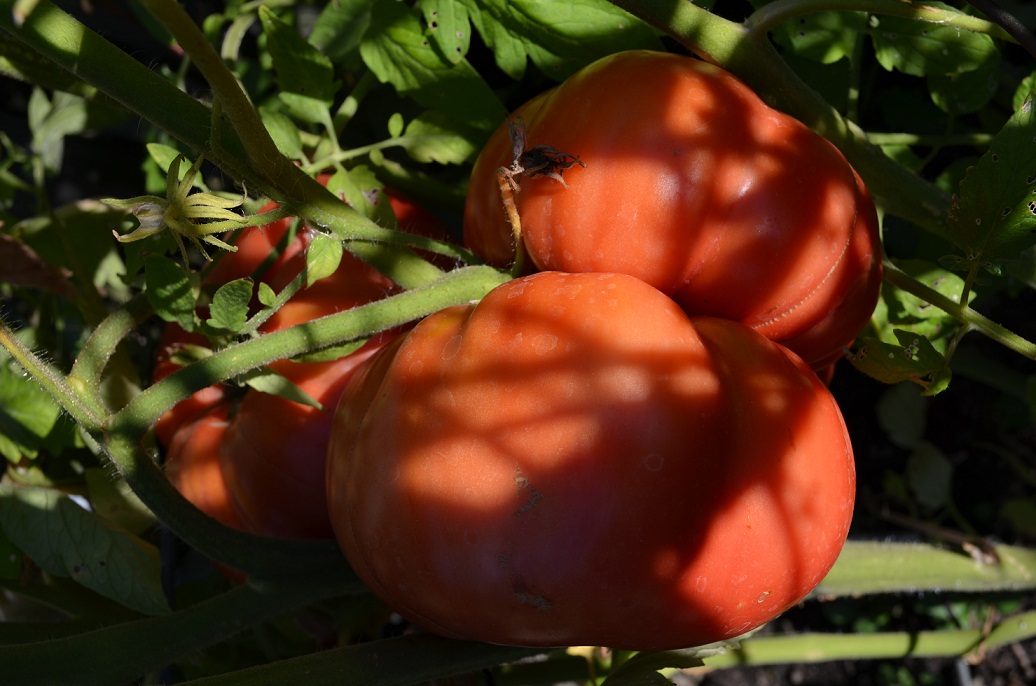 DSC_6457.JPG