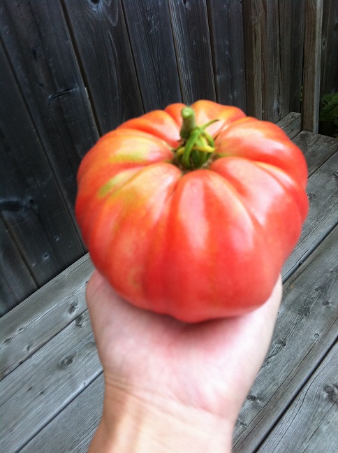 ripened b steak tomato.JPG