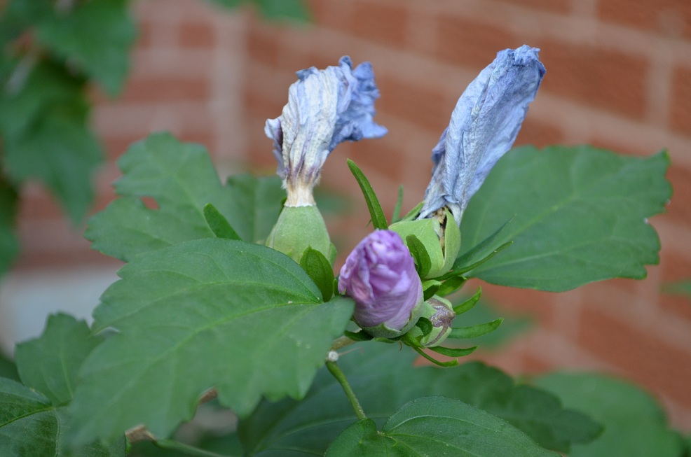DSC_6500.JPG