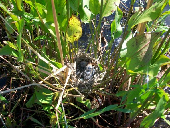 baby birds