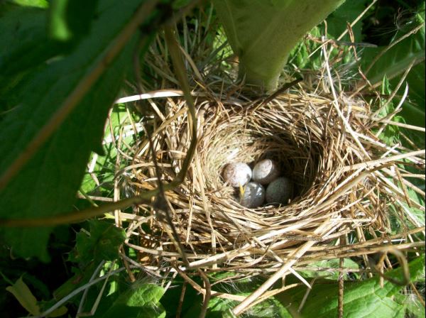 eggs