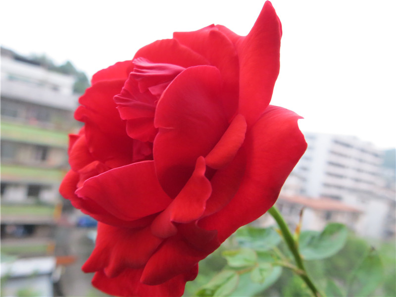 IMG_3796.jpg