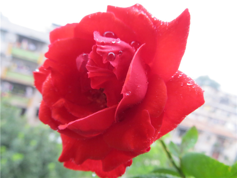 IMG_3800.jpg