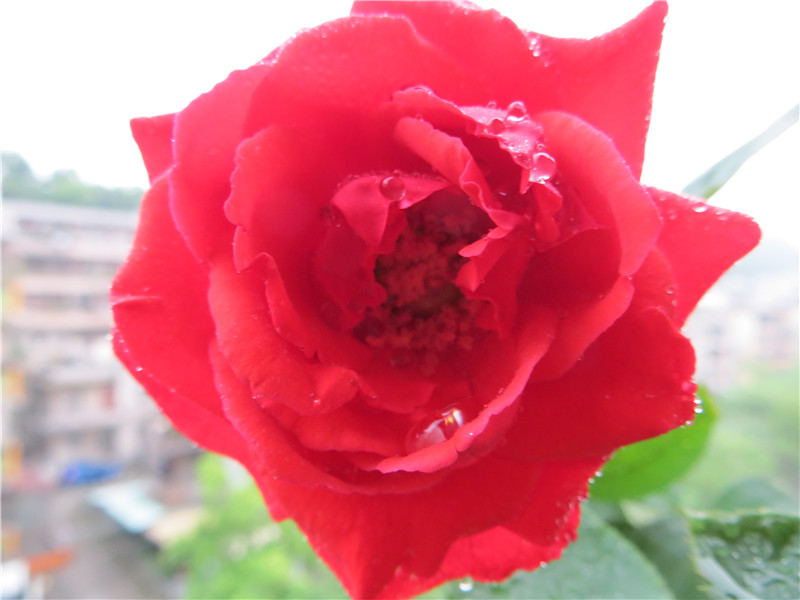 IMG_3802.jpg