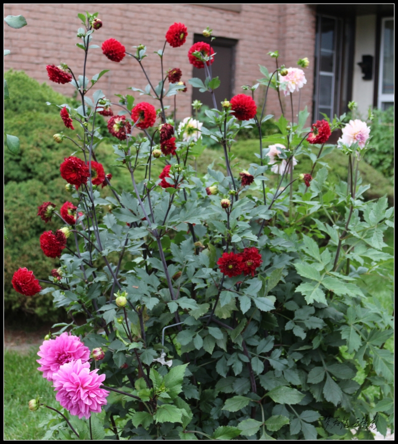 20130916 006_conew1.jpg
