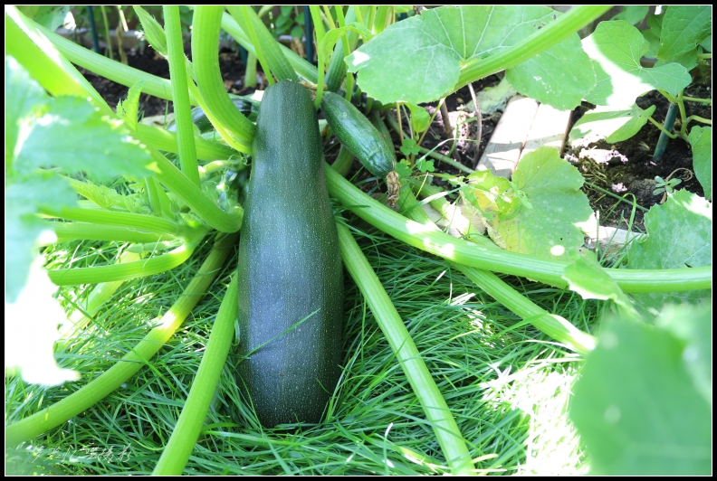 20130721 004_conew1.jpg