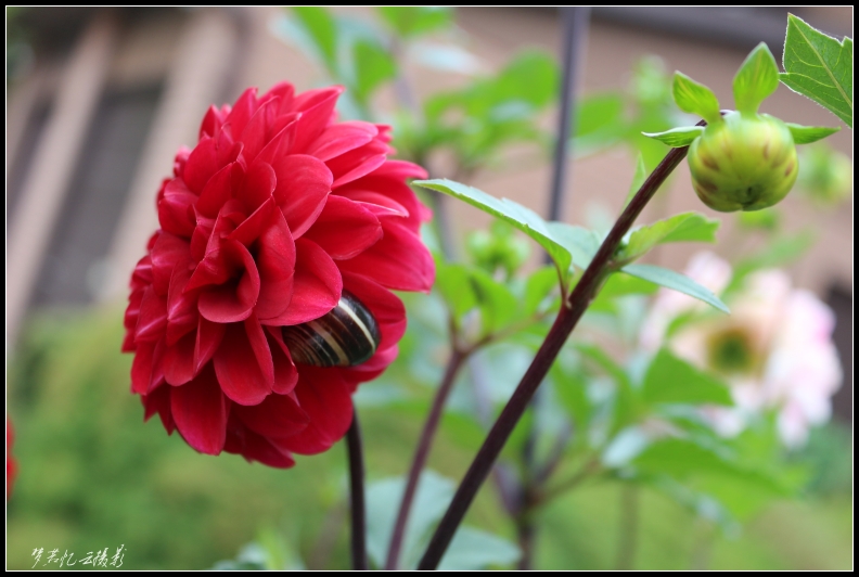 20130920 072_conew1.jpg