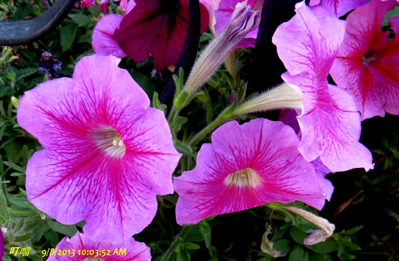IMG_0001_4910.jpg