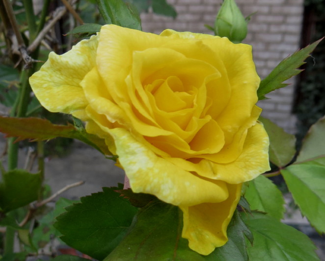 IMG_0001_4918.jpg