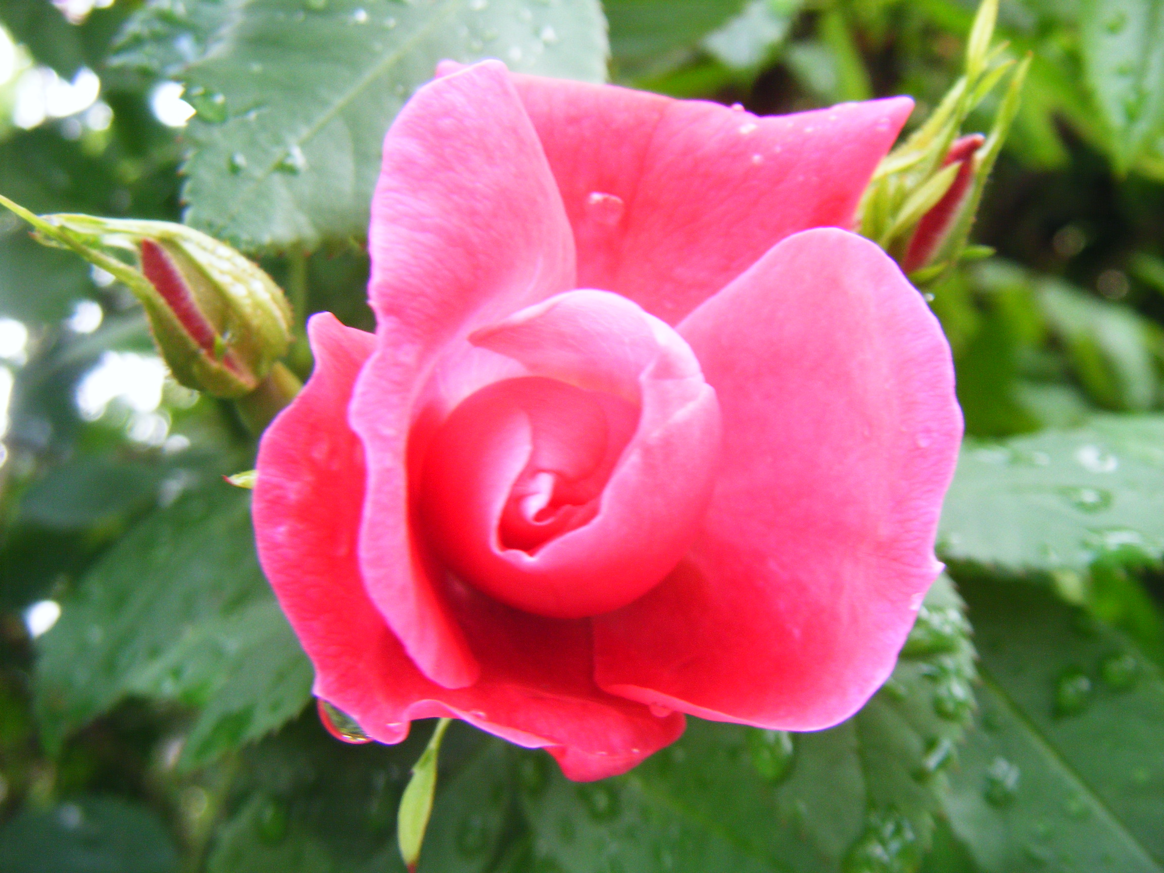 Ứܡ˾ɢ 107.JPG