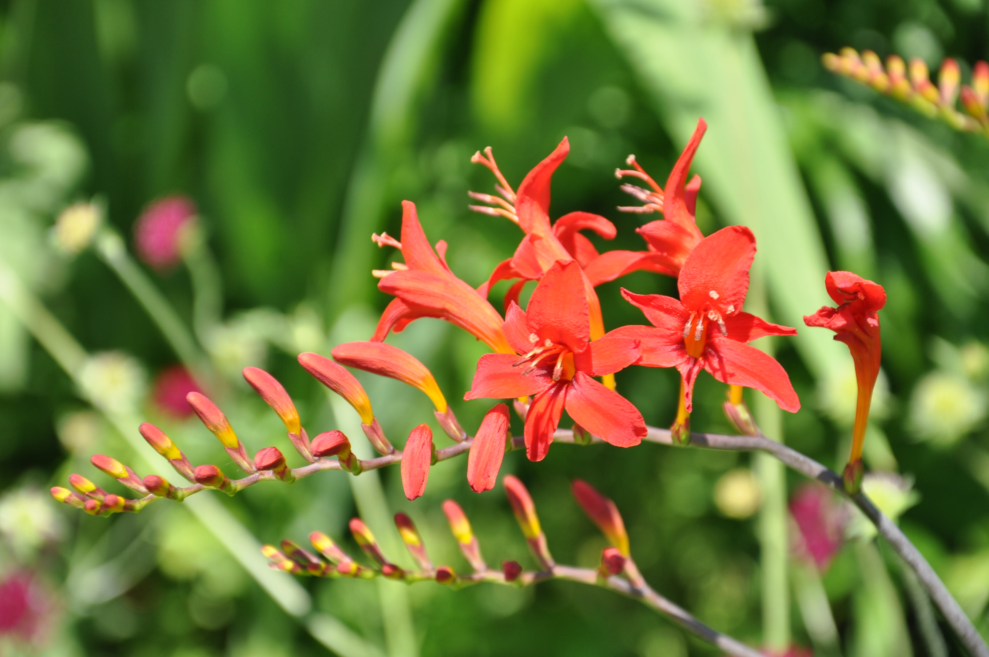 SģTORONTO BOTANICAL GARDEN 161.JPG