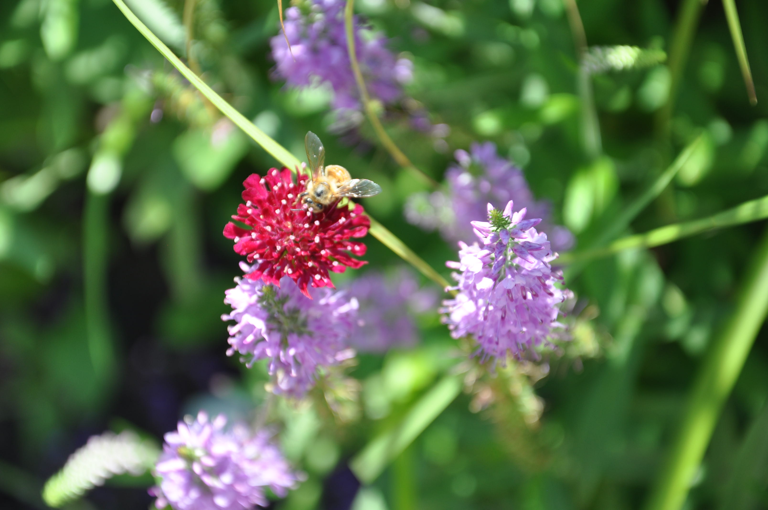 SģTORONTO BOTANICAL GARDEN 135.JPG