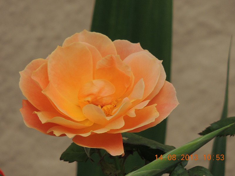 flower 468_.jpg