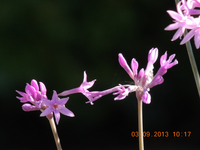 flower 851_副本.jpg