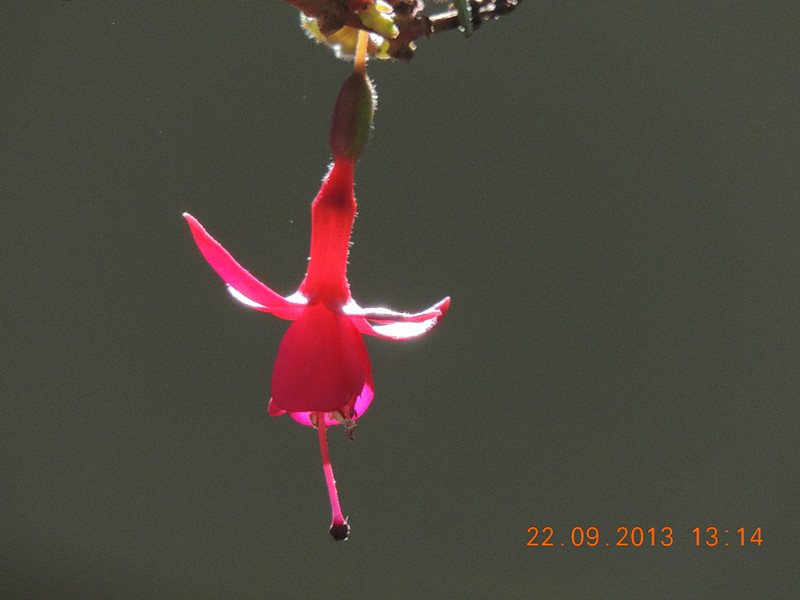 flower 1041_.jpg