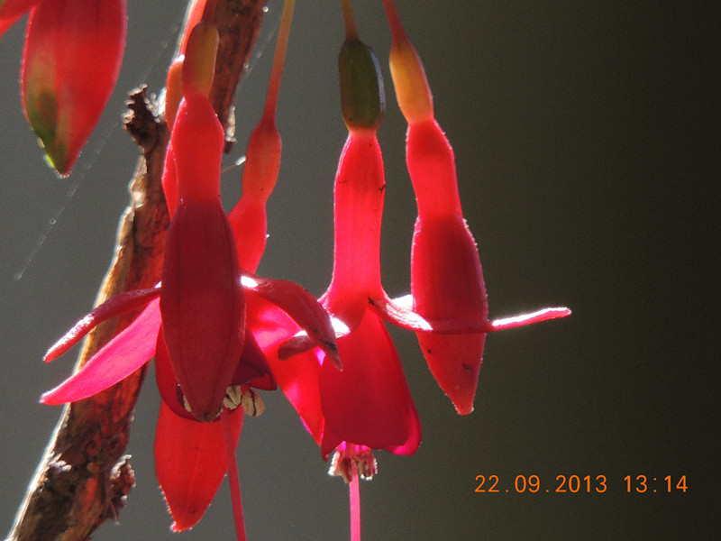flower 1039_.jpg