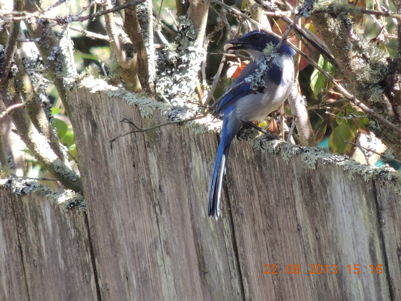 bird 186_.jpg