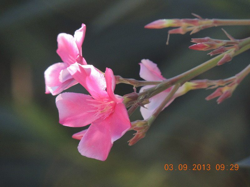 flower 827_.jpg