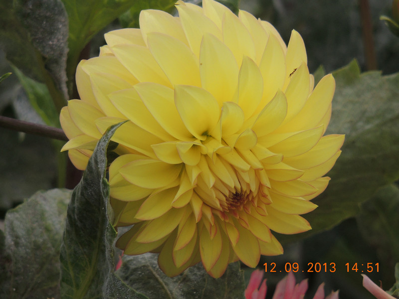 flower 861_副本.jpg