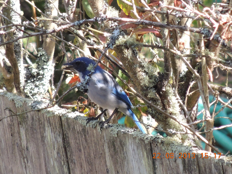 bird 188_.jpg