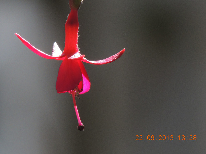 flower 1056_.jpg