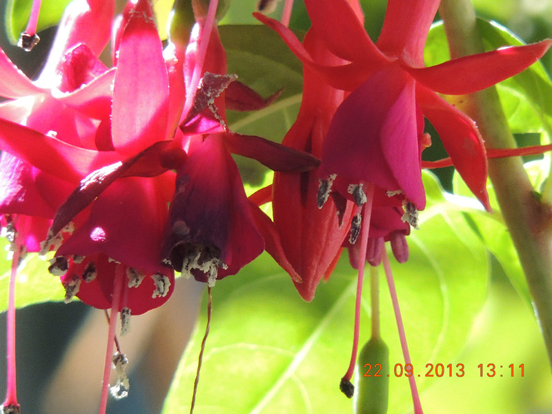flower 1033_.jpg