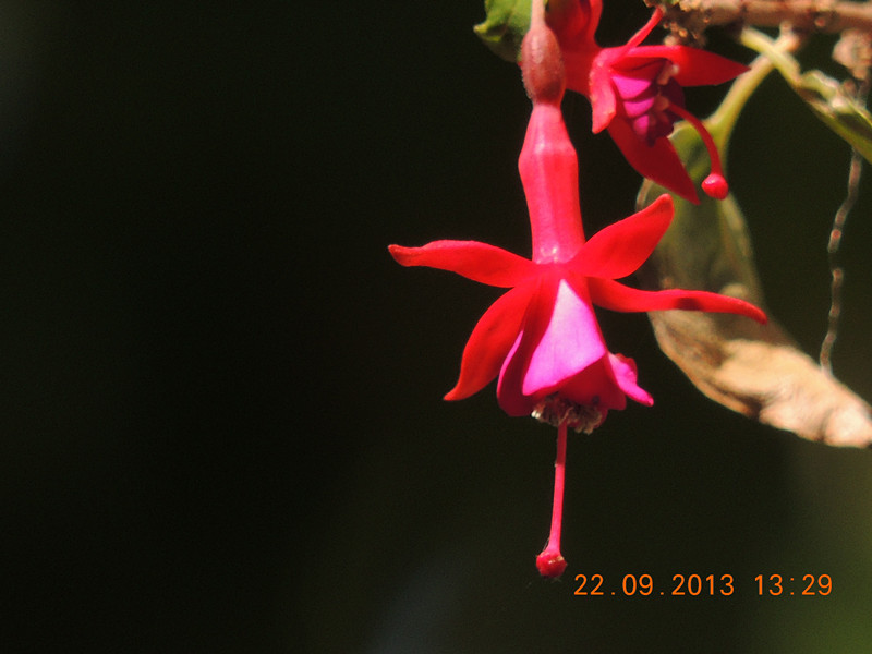 flower 1058_.jpg