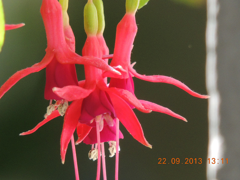 flower 1032_.jpg