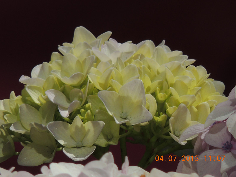 flower 074_.jpg