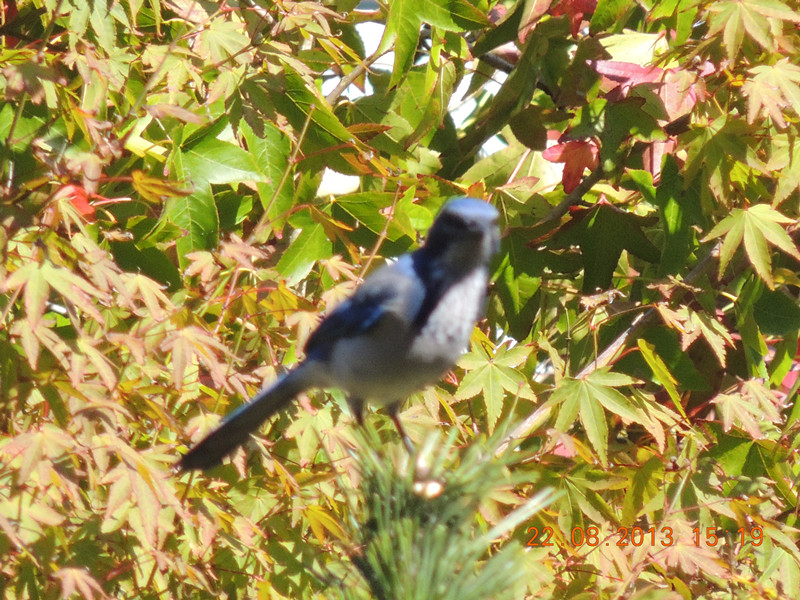 bird 203_.jpg