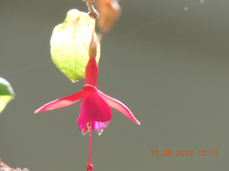 flower 1046_.jpg