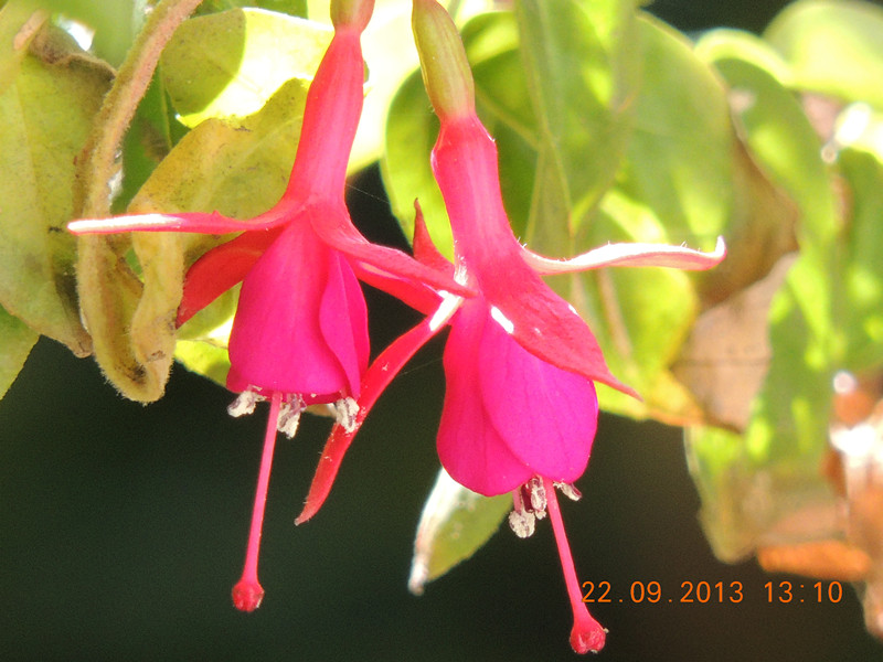 flower 1030_.jpg