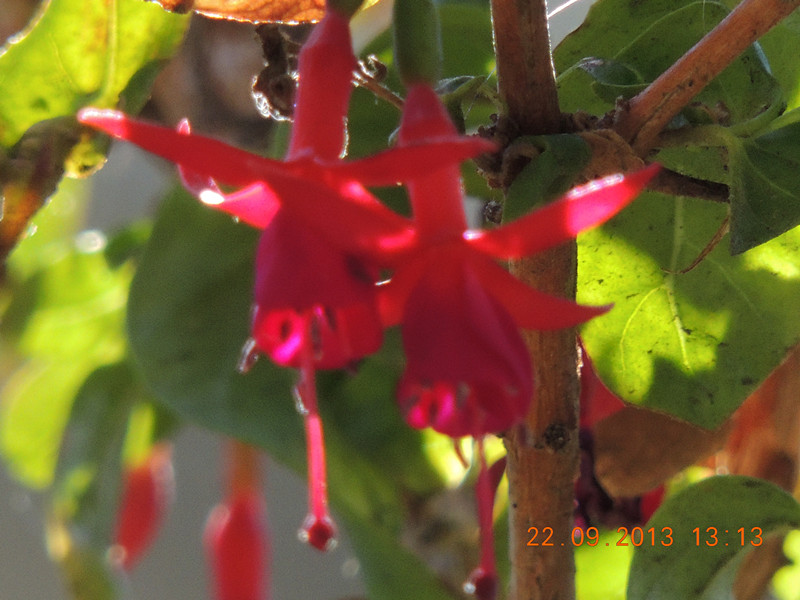 flower 1038_.jpg
