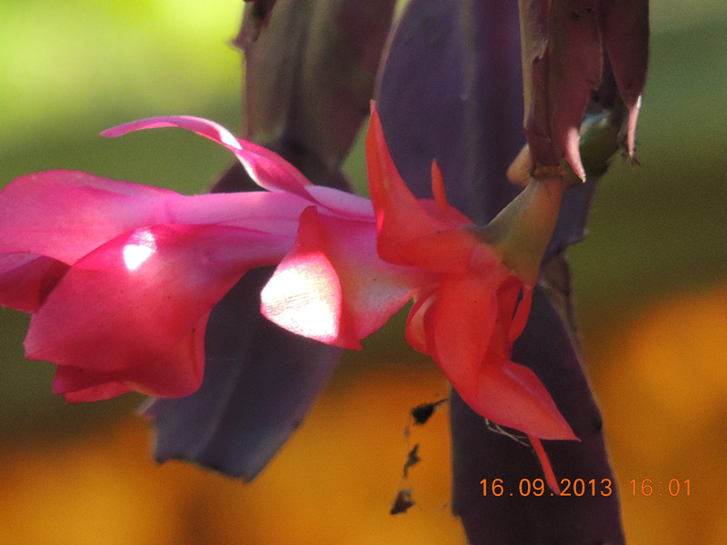 flower 942_副本.jpg
