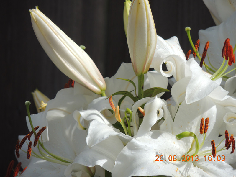 flower 773_.jpg
