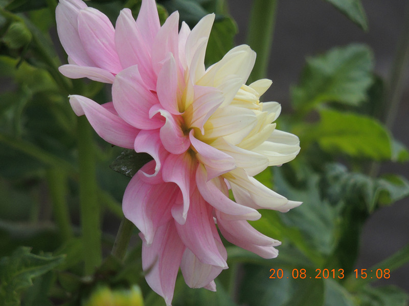 flower 589_.jpg