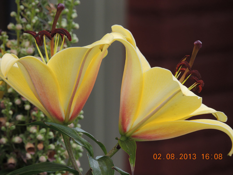 flower 364_.jpg
