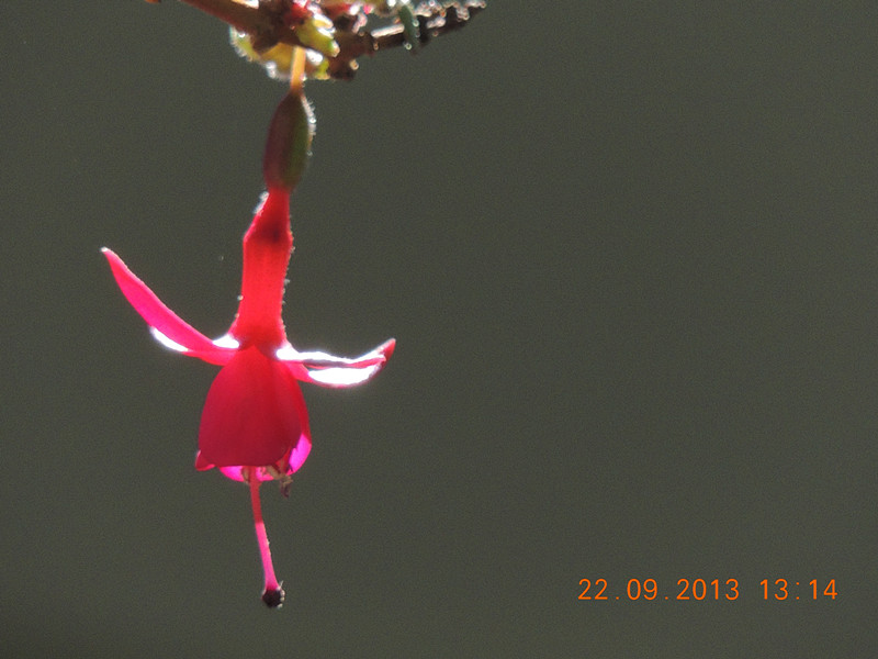 flower 1040_.jpg