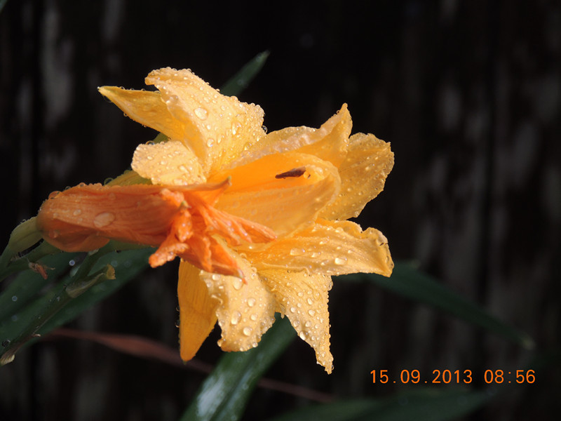 flower 928_副本.jpg