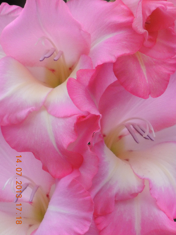 flower 237_.jpg