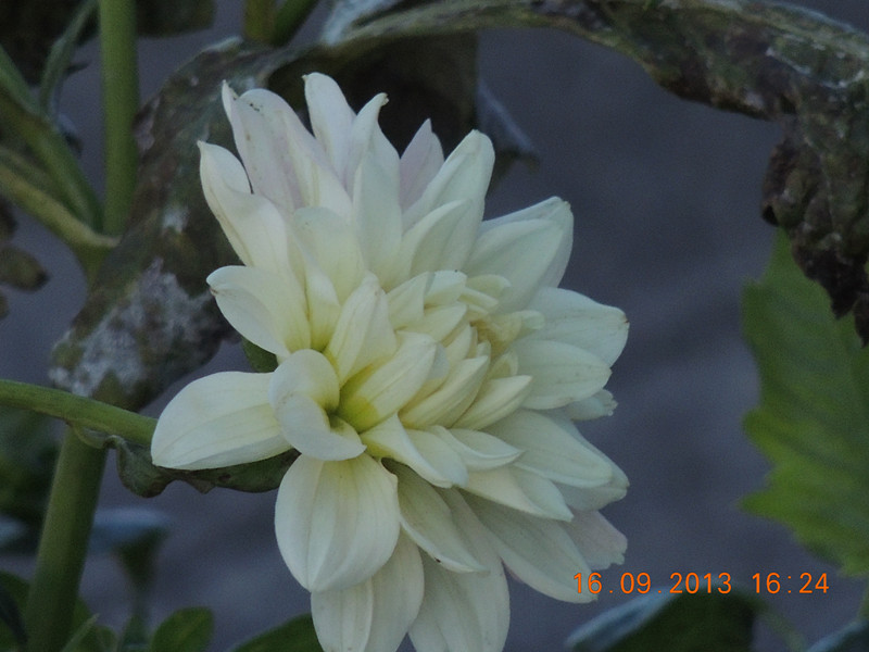 flower 978_副本.jpg