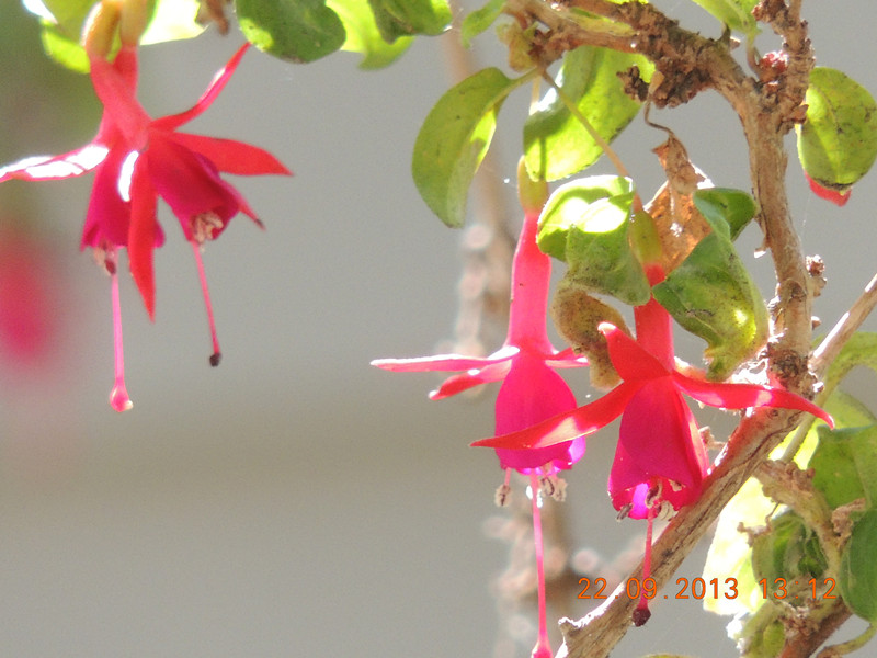 flower 1035_.jpg